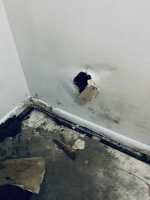 Mold in apartment- they will not clean just patched hole in the wall