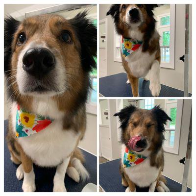 Daisy said "Oh my gosh!  Did you hear that thunder?  Hold my paw!!!...Oooh ok treats make it better!"