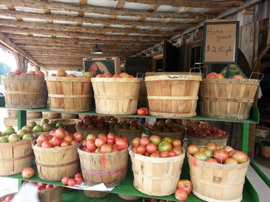 Farm fresh tomatoes for the fourth of July!