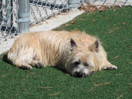 Divo naps during daycare on the luxurious K9 grass.