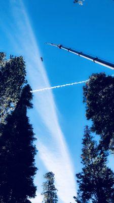 Sectioning Large Tree With Crane