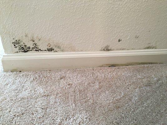 Black mold