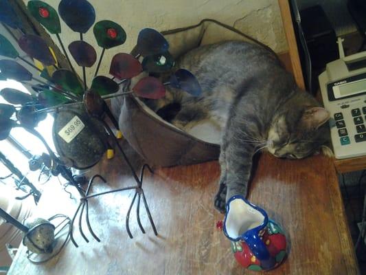 Cat chillin @ Old Santa Fe Pottery