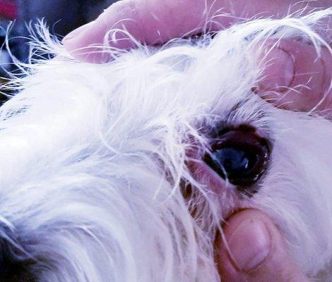 Hemorrhage around my dog's eye when I picked him up from Cedar Creek Pet Resort