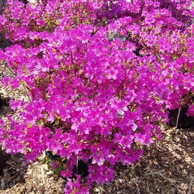 Plant of the week AZALEA
15% off until Saturday 5/13
Any variety. Attracts hummingbirds