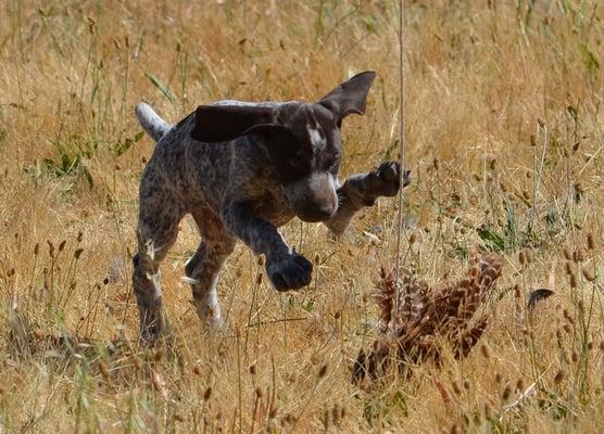 Puppy playtime!