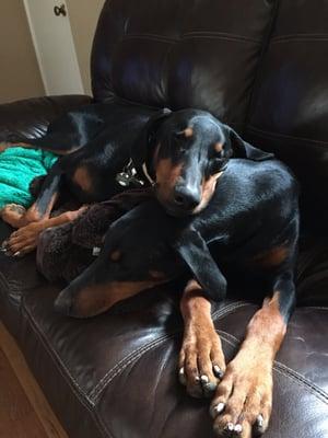 Dr. Caciolo has made sure our Dobermans are healthy and happy! He's been nothing but the best!