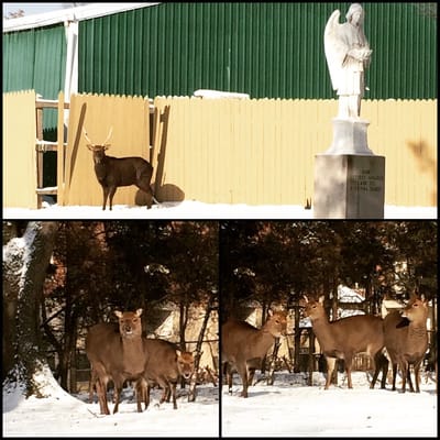 Cedar Park Cemetery and Funeral Home