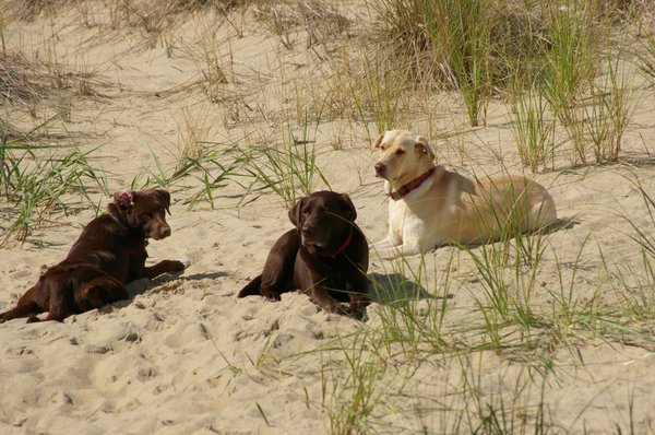 The fellows next door agree: when you go through OBX Blue, you have a trouble-free, relaxing vacation . . .