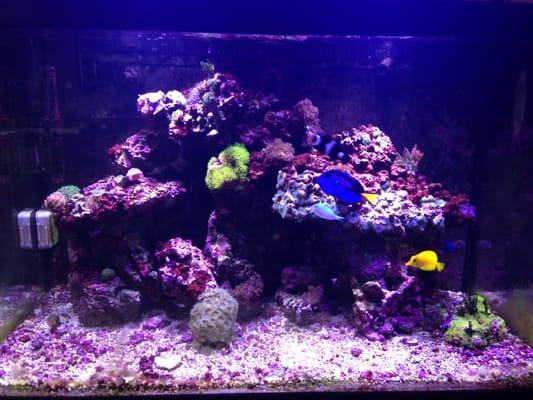 this picture doesn't do justice to the tank and the work Ceaser did.  I have a ton of zoas and mushrooms that the camera just cant capture.