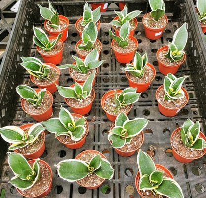 Tiny snake plants, $4.