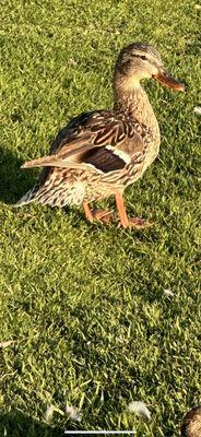 Posing Female Mallard