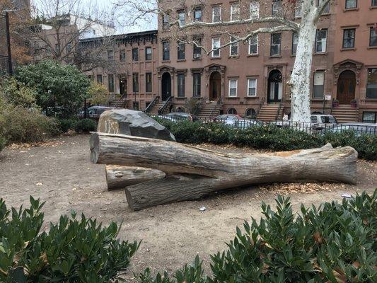 The great tree felled by Sandy.