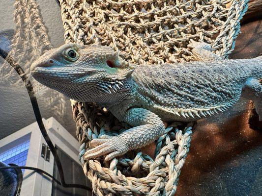 A bearded dragon on his hammock