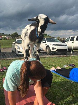 Goat Yoga