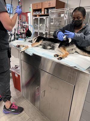 My dog being treated for a dog bite wound after visiting Stapleton dog park on 6/18/24.