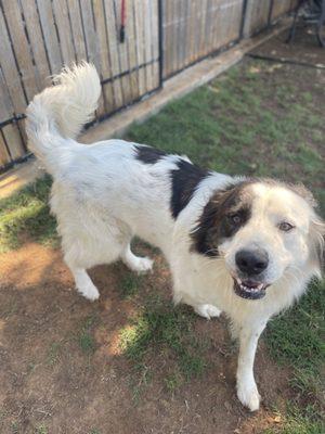 Sweet boy Hank is such a charmer! He fit right in with the other dogs from the very first day he came to visit.