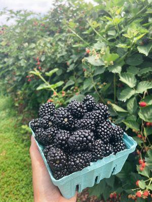 Blackberries