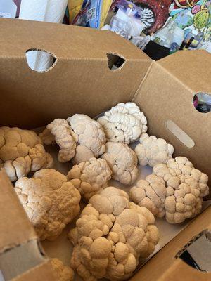 Gorgeous lions mane