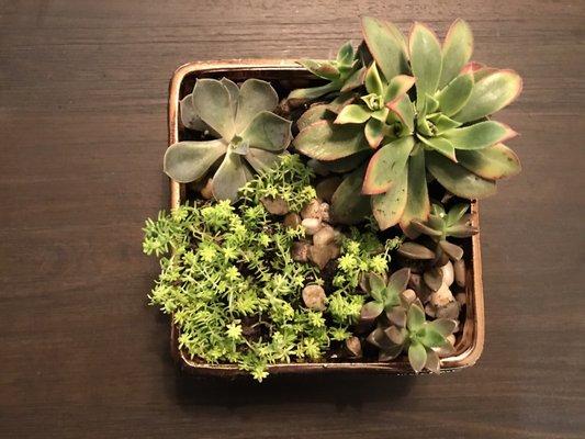 Yes...for my succulents again