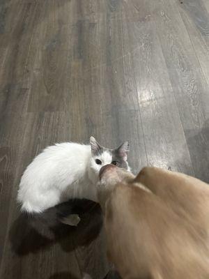 Our new cat we adopted loves our dog!