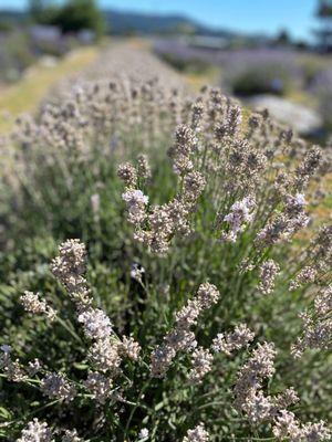 Opal Rain Lavender fields (you can do U-cut!)