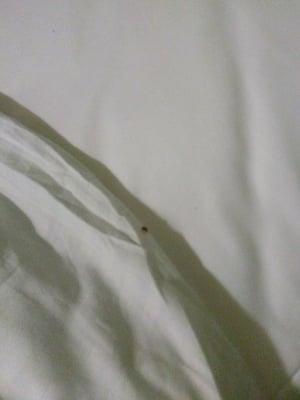 Asked for half my money back due to bed bugs have clear evidence on my phone was told no refund I should have ask for a different room