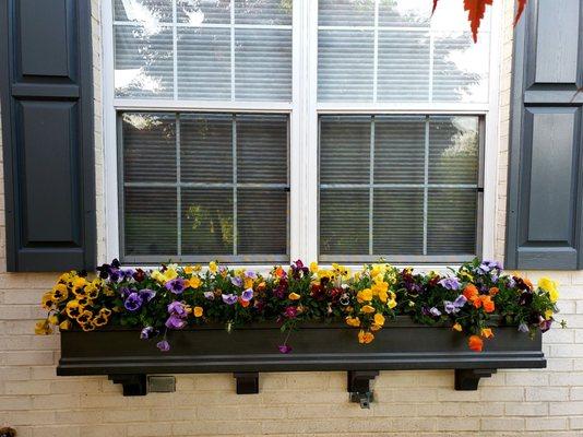 Pansies!