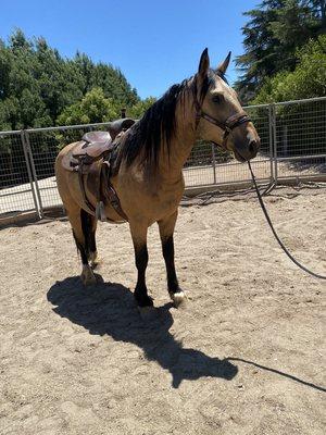 Hollister has gentled and trained over 40 untouched or  gentled mustangs/feral horses. This is Zeus first western saddle and ride!