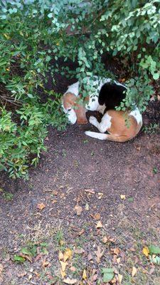 Chilling out in bushes.