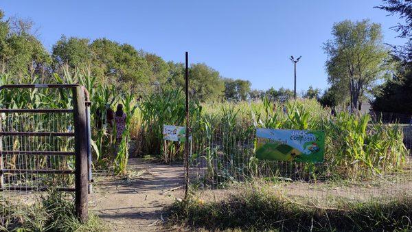 Corn maze!