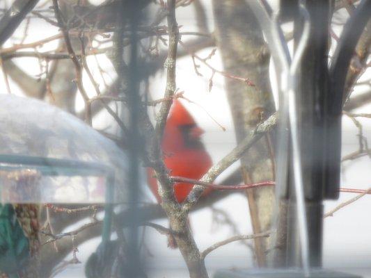 Northern Cardinal the photo was taken from inside through blinds.