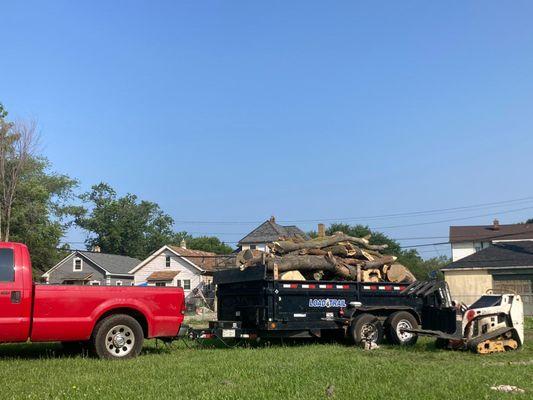 tree services en  Detroit Mi, Tree trimming in Detroit Mi, Palm Services in Detroit Mi