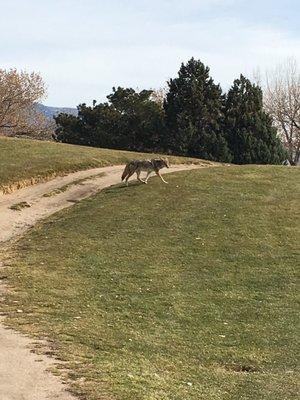 Decent amount of wildlife running around the course. Saw this coyote today along with a handful of Jack Rabbits and Squirrels.