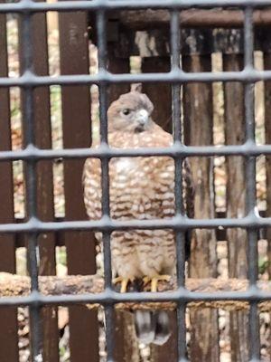 This hawk is staring at the camera waiting for me to leave so he can eat his mice in peace.