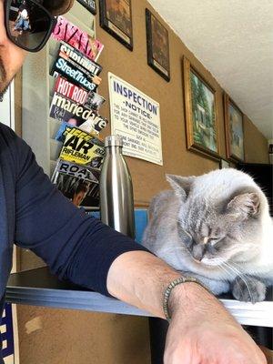 Smoggy the Cat hanging out by Vic's desk.