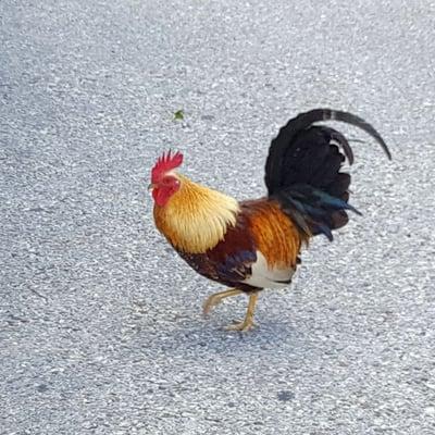 And of course, roosters walking freely through Ybor City. Don't be shocked if they walk right up to you!