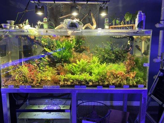 What a great aquarium display!