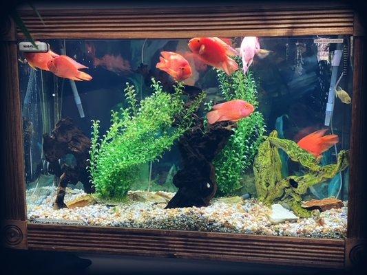 We have a fish tank that all of our patients love!