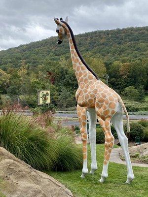 Giraffe safari