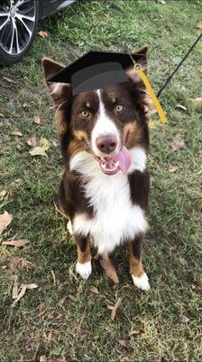 Cashew graduating Basic Obedience at K9 Working Mind