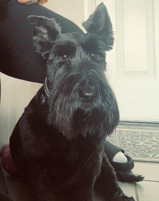 Scottie, Scottish terrier