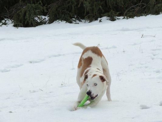 The Frisbee King