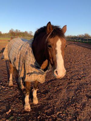 Tony the Pony hanging out in the paddocks!