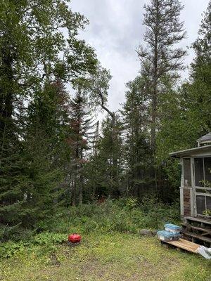 Before we did some land clearing for this customer. They wanted to remove all the dead trees and brush, including the 80ft pine! (Right)