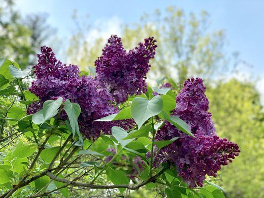 Lilacs blooming in late May