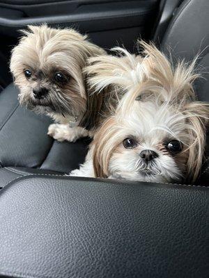 Squiggles and Tucker the day before their groom