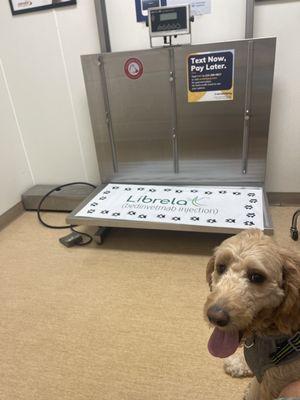 My beautiful pup and the clean exam rooms.