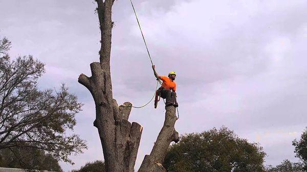 Tree work