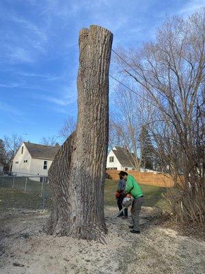 JR Tree Trimming Services